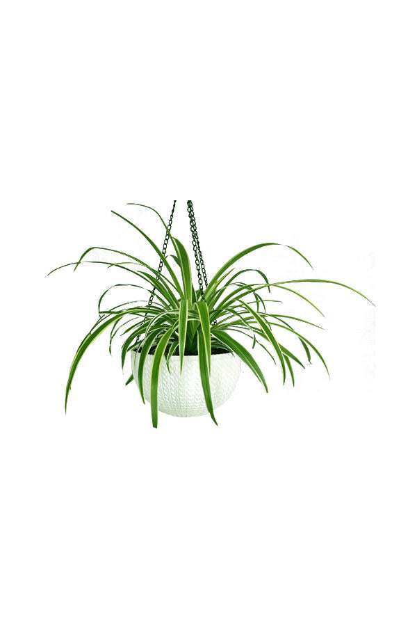 Spider Plant Hanging - Chlorophytum comosum
