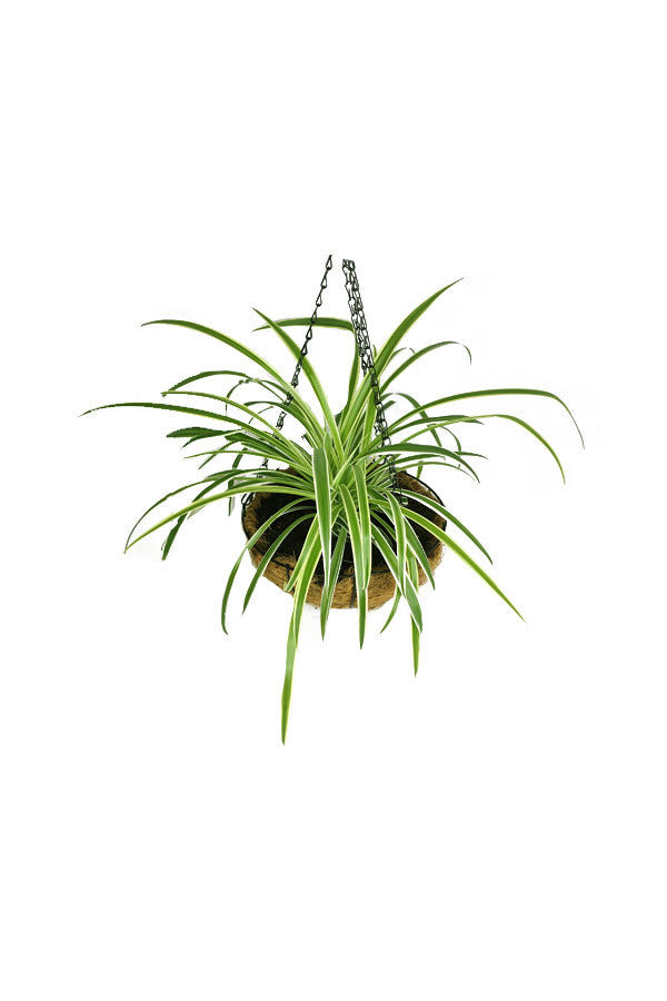 Spider Plant Hanging - Chlorophytum comosum
