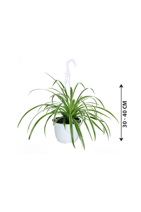 Spider Plant Hanging - Chlorophytum comosum