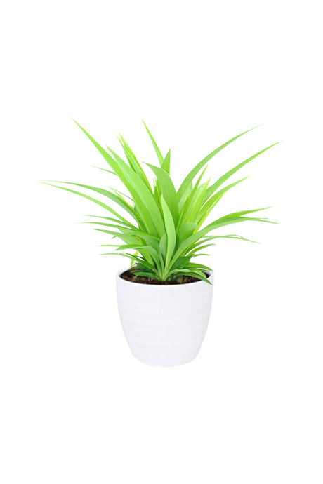 Spider Plant Lemon - Chlorophytum - Buy Indoor Plants Online at Plantsworld.ae