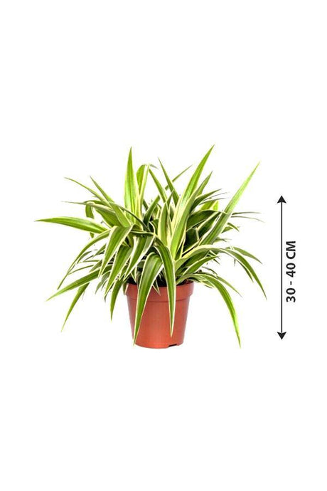 Spider Plant-Chlorophytum - Plantsworld.ae - {{ varient.name }}