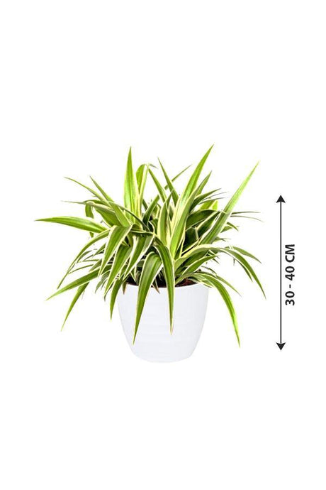 Spider Plant-Chlorophytum - Plantsworld.ae - {{ varient.name }}