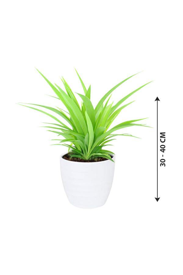 Spider Plant Lemon-Chlorophytum - Plantsworld.ae - {{ varient.name }}