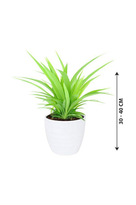 Spider Plant Lemon-Chlorophytum - Plantsworld.ae - {{ varient.name }}