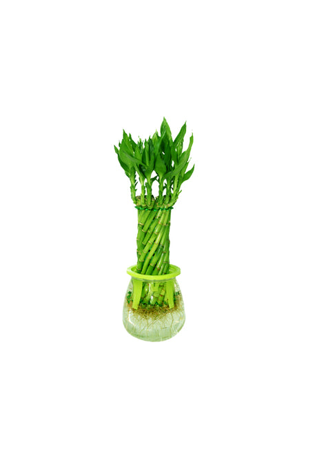 Spiral Lucky Bamboo Plant in Plastic Vase – Indoor Feng Shui Bamboo for Good Luck and Prosperity