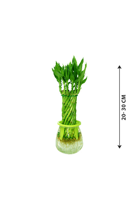 Spiral Lucky Bamboo Plant - Twisted Lucky Bamboo