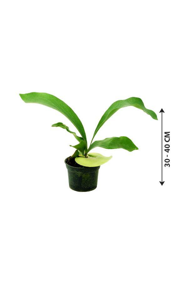 Staghorn-Elkhorn fern - Plantsworld.ae - {{ varient.name }}
