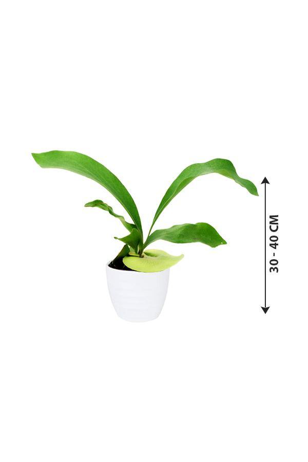 Staghorn-Elkhorn fern - Plantsworld.ae - {{ varient.name }}