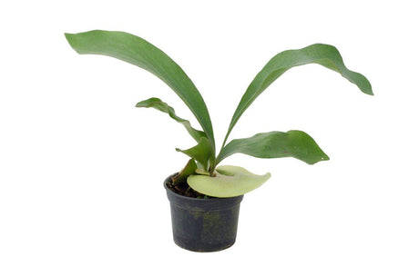 Staghorn-Elkhorn fern - Plantsworld.ae - {{ varient.name }}