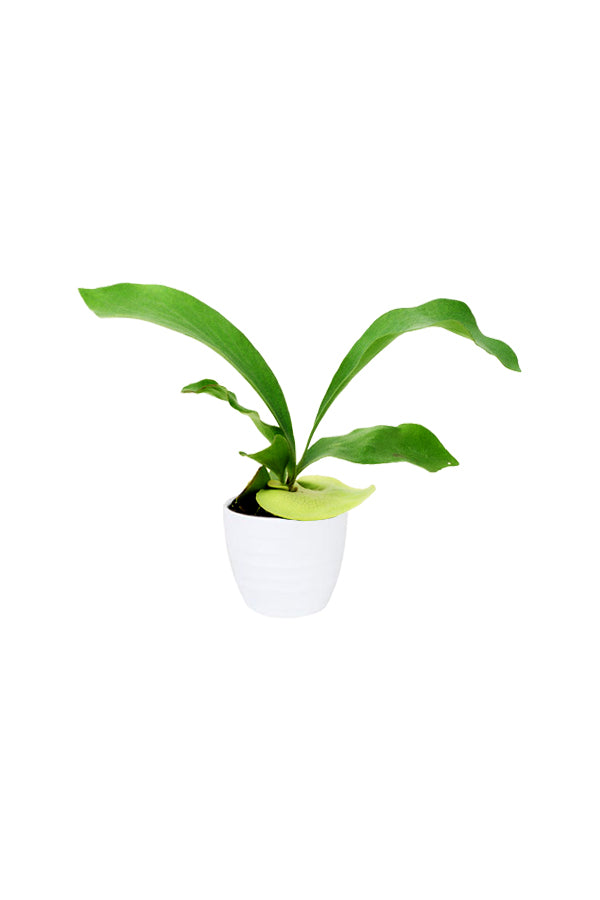 Staghorn Fern (Elkhorn Fern) with unique antler-like fronds, perfect for modern home and office décor.