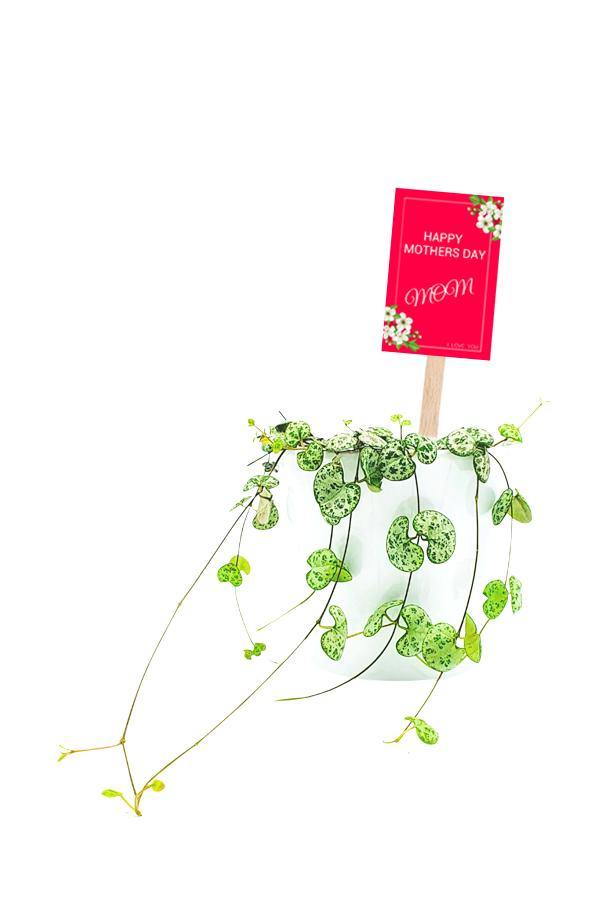 String Of Heart  Plant in a White Pot with Customized Mothers Day Quote.