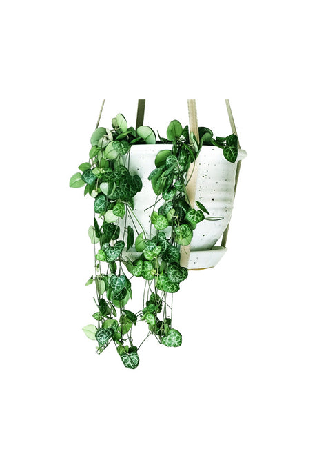 String of Hearts (Ceropegia) - Sweetheart Vine with Trailing Heart-Shaped Leaves