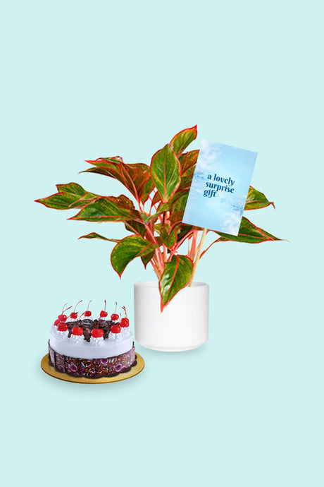 Surprise Gift Plant - Aglaonema Red - Air Purifying Plant in a decorative pot
