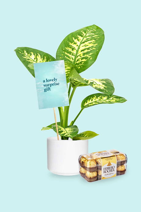 Surprise Gift Plant - Tropic Snow Dieffenbachia Seguine with vibrant foliage in a decorative pot