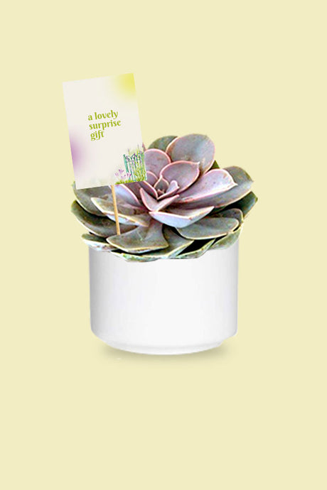 Surprise Gift Plant - Violet Echeveria - Beautiful cactus & succulent in a decorative pot