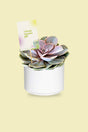 Surprise Gift Plant - Violet Echeveria - Beautiful cactus & succulent in a decorative pot