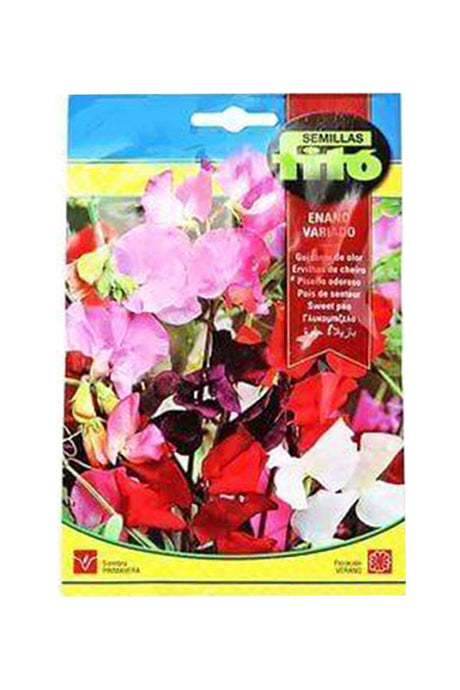 Add vibrant colors to your garden with Fito - Sweet Pea Nain Mix (6 g) seeds. Available at Plantsworld.ae, these fragrant, easy-to-grow flowers are perfect for UAE gardens.