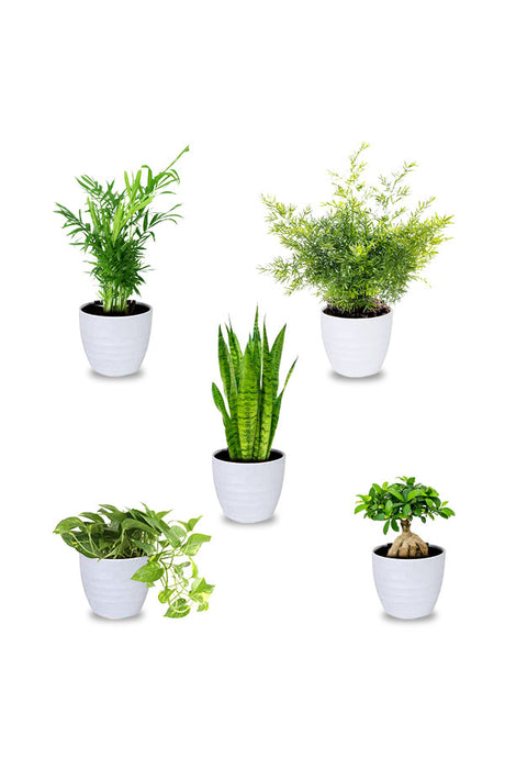 Table Top Combo Plants Set of 5 | Indoor Plants for Home | Plantsworld.ae