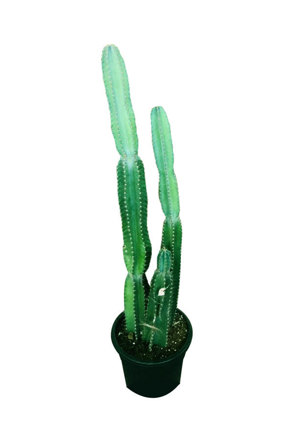 Tall Cactus Minimal Plant - Low Maintenance Greenery for Stylish Interiors - Plantsworld UAE
