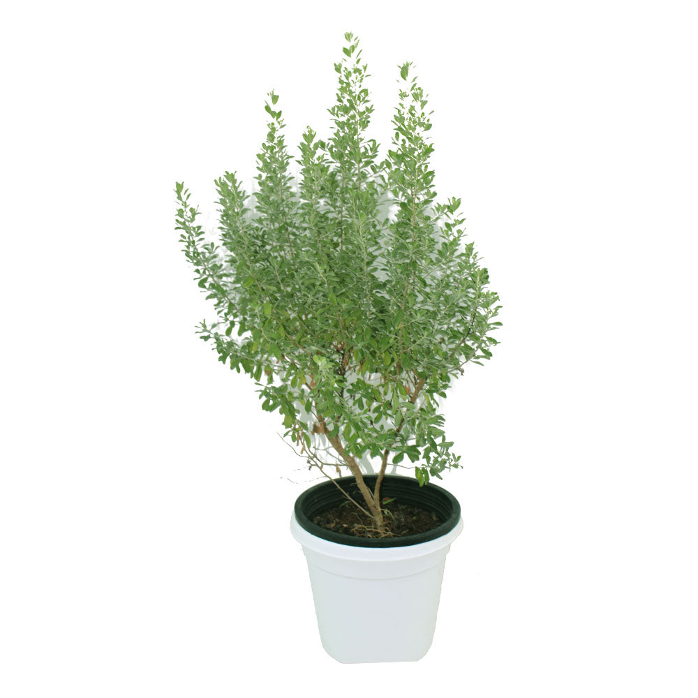 Texas Ranger Texas Sage - Leucophyllum Frutescens Outdoor Flowering Plant with Vibrant Purple Blooms