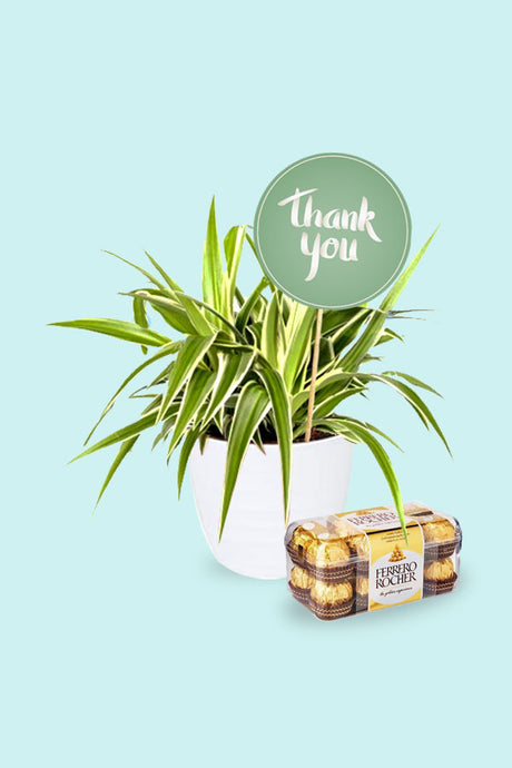 Spider Plant – Chlorophytum in Decorative Indoor Pot – Air-Purifying Plant UAE – PlantsWorld.ae