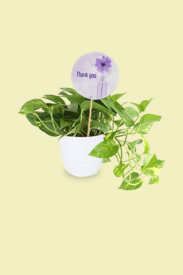 Golden Pothos - Scindapsus Aureus