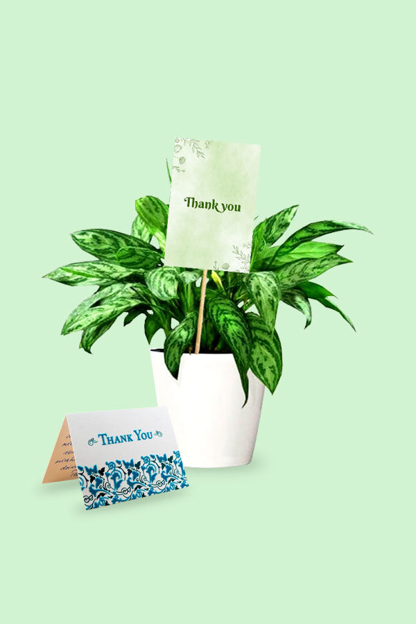 Aglaonema Maria - Chinese Evergreen