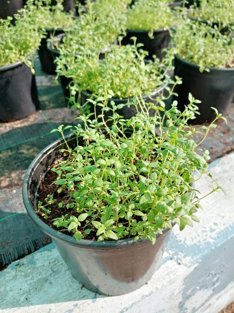 Thyme-Thymus Vulgaris - Thyme-Thymus Vulgaris - Plantsworld.ae
