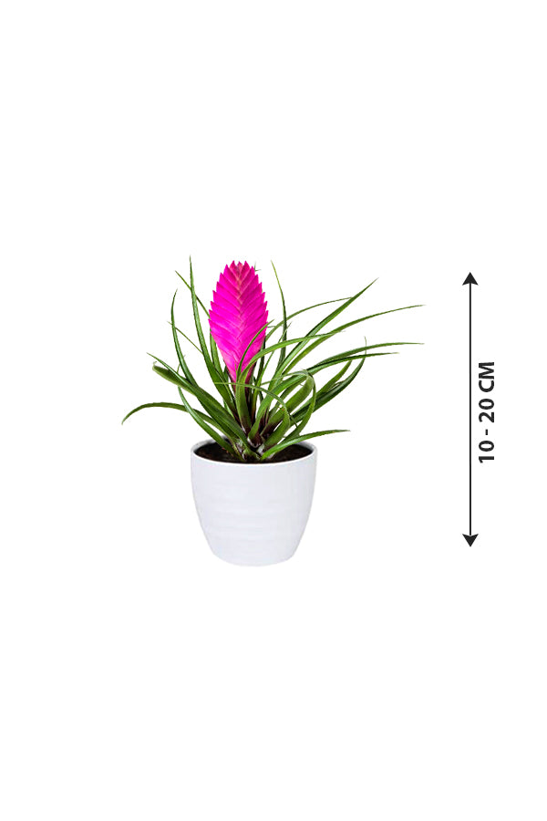 Tillandsia Cyanea Pink Quill - Bromeliad Air Plant