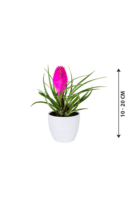 Tillandsia Cyanea Pink Quill - Bromeliad Air Plant