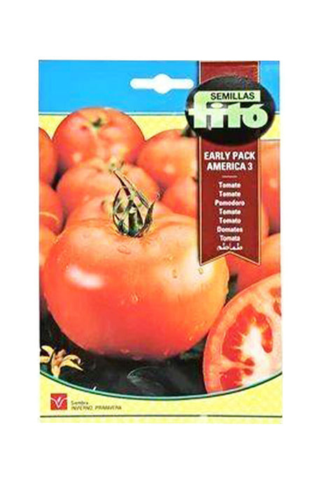 Fito - Tomato Early Pack America (3 g) seeds for fresh, home-grown tomatoes available at Plantsworld.ae