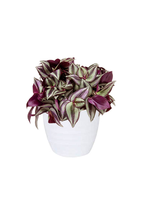 Tradescantia - Spiderwort Plant with Vibrant Purple, Green, and White Foliage in Decorative Pot