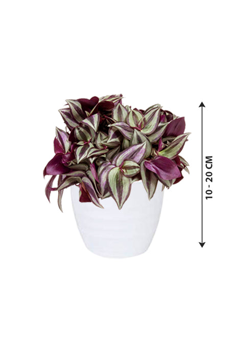 Tradescantia - Spiderwort