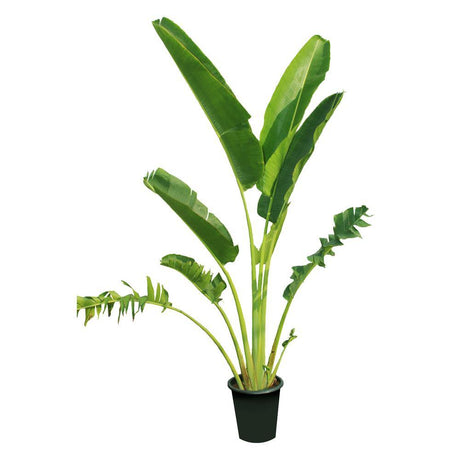 Travelers Palm-Ravenala Madagascariensis - Travelers Palm-Ravenala Madagascariensis - Plantsworld.ae