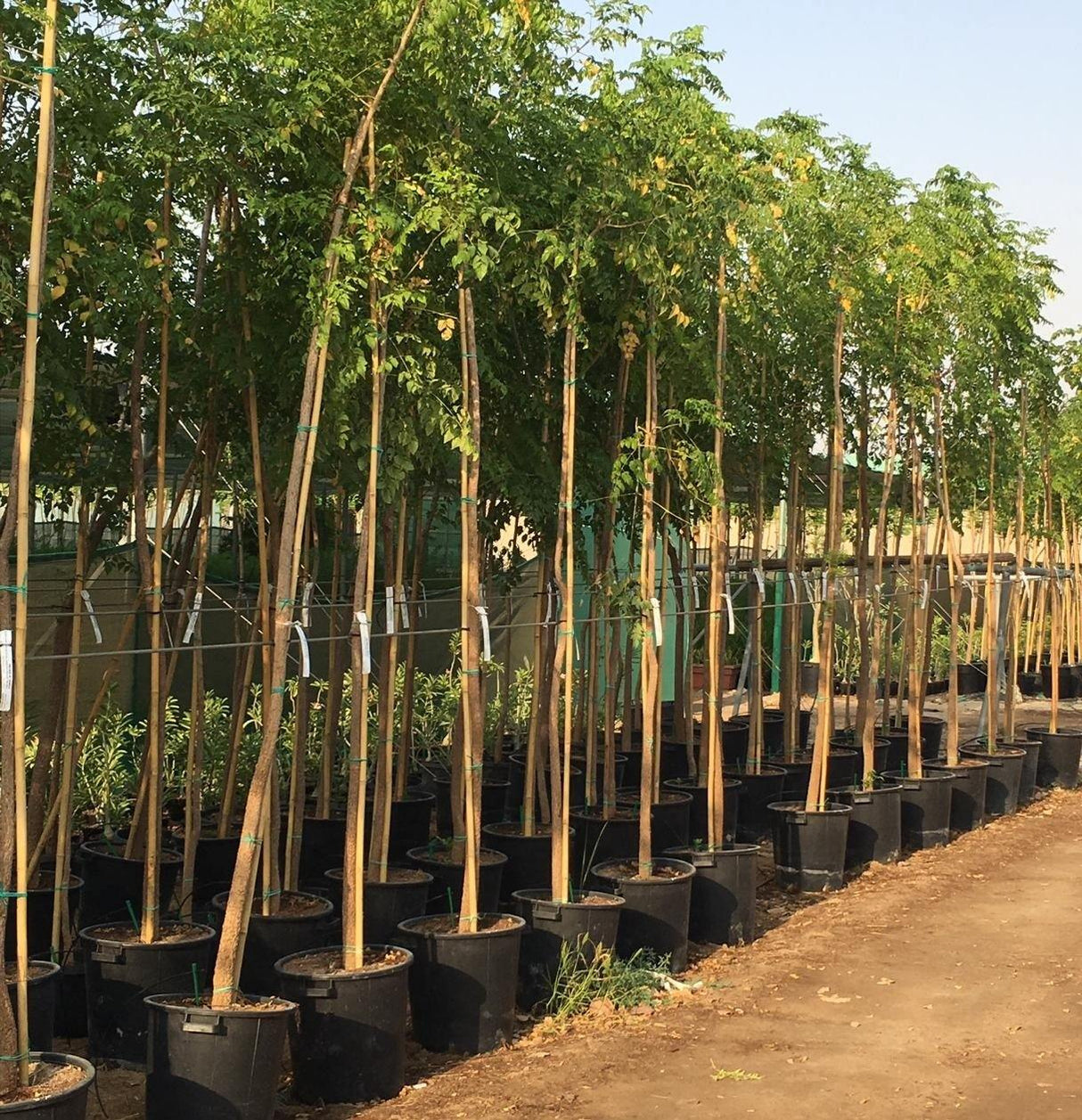 Tree Jasmine-Millingtonia Hortensis - Tree Jasmine-Millingtonia Hortensis - Plantsworld.ae