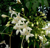Tree Jasmine-Millingtonia Hortensis - Tree Jasmine-Millingtonia Hortensis - Plantsworld.ae
