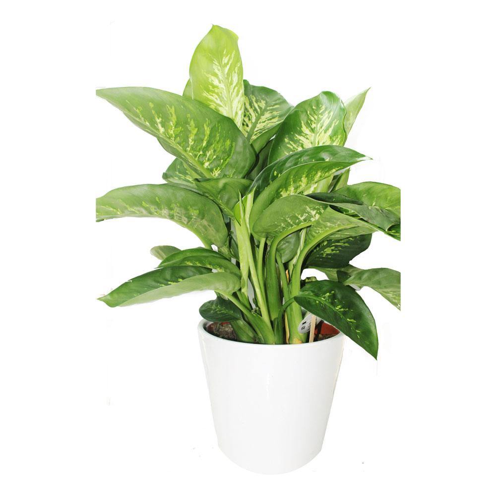 Tropic Snow Dieffenbachia Seguine indoor plant with lush green leaves and white veining in a decorative pot.