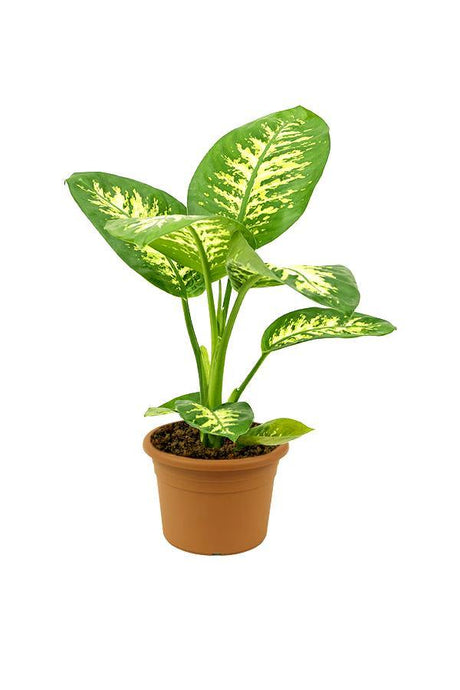 Tropic Snow-Dieffenbachia seguine - Plantsworld.ae - {{ varient.name }}