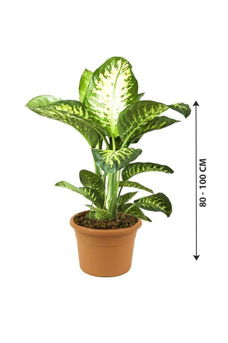 Tropic Snow-Dieffenbachia seguine - Plantsworld.ae - {{ varient.name }}