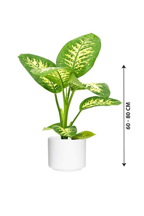 Tropic Snow-Dieffenbachia seguine - Plantsworld.ae - {{ varient.name }}