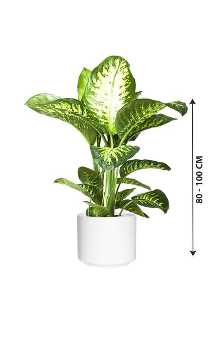 Tropic Snow-Dieffenbachia seguine - Plantsworld.ae - {{ varient.name }}