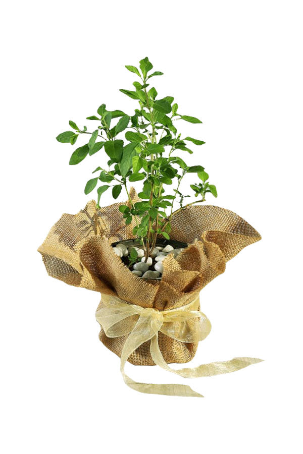 Anniversary Gift Plant - Tulsi Plant In Jute Wrap