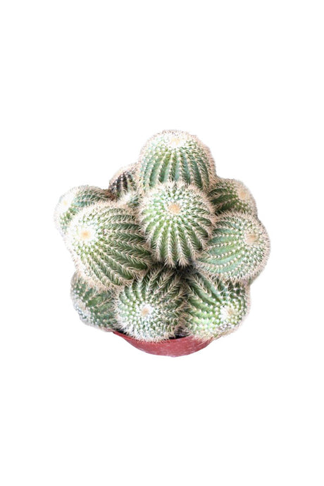 Twin Spin Cactus - Glossy Green Cactus with vibrant green color and spiky texture