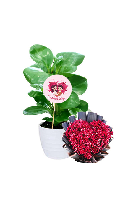 Peperomia Obtusifolia plant with a flower bouquet for Valentine’s Day gifting