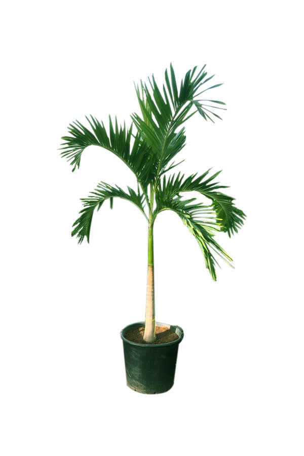 Veitchia Palm Manila Palm - Tropical Palm Tree for Indoor and Outdoor Spaces with Lush Green Foliage