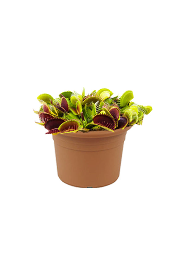 Venus Flytrap - Dionaea Muscipula