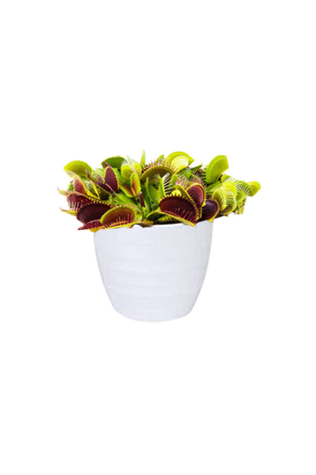 Venus Flytrap - Dionaea Muscipula with distinctive trap-like leaves and vibrant green color