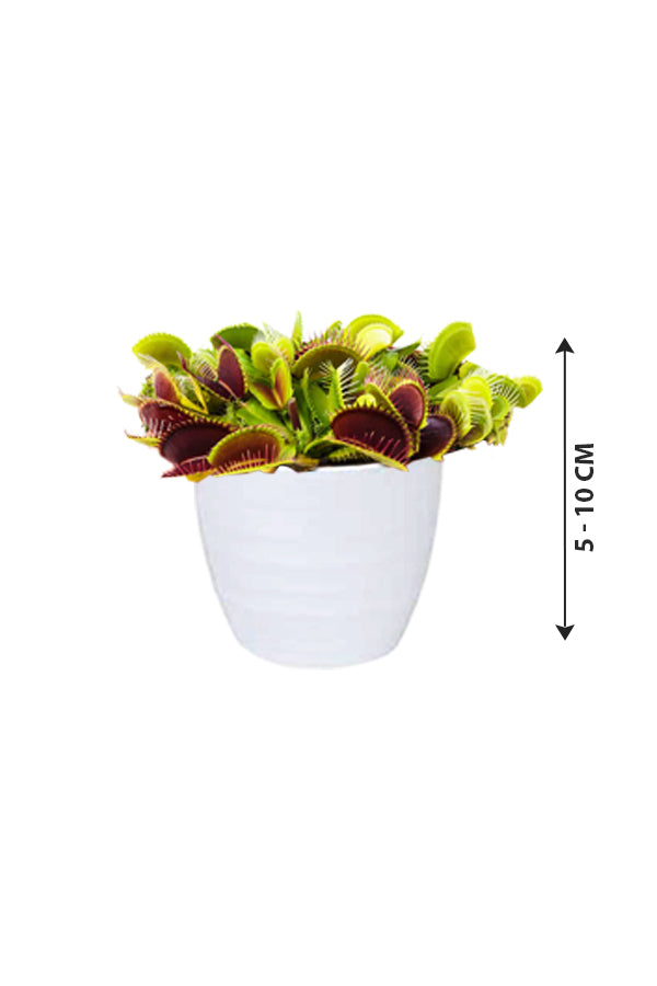 Venus Flytrap - Dionaea Muscipula