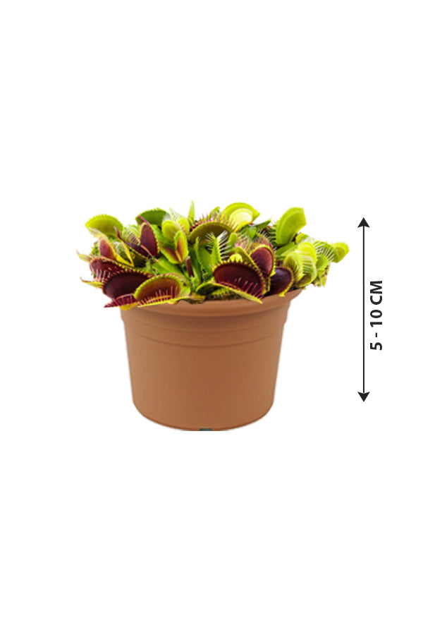 Venus Flytrap - Dionaea Muscipula