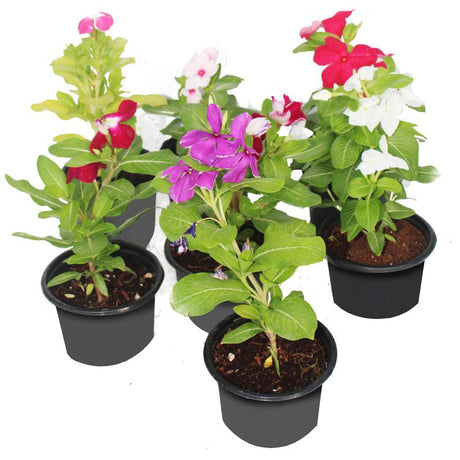 Vinca-Catharanthus Roseus - Vinca-Catharanthus Roseus - Plantsworld.ae